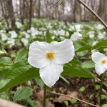 Hike 42 trillium patch